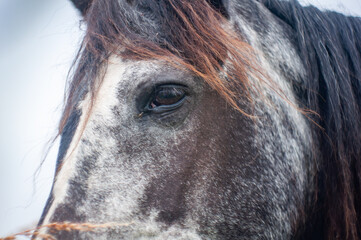 cheval regard perçant