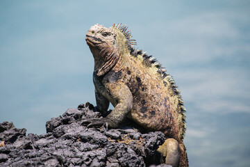 Galapagos sea saltwater iguana sitting on a rock and blue ocean waves in the background, Tintoreras