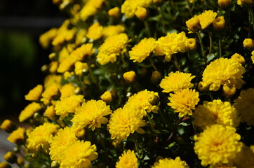 Yellow chrysanthemum flowers at sunny day