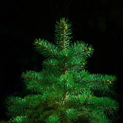 Fototapeta na wymiar Green christmas tree on dark background.