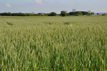 Wheat  field at  spring in Brittany