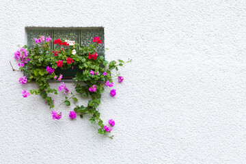 Lila und rote Blumen am Fenster mit weißer Mauer