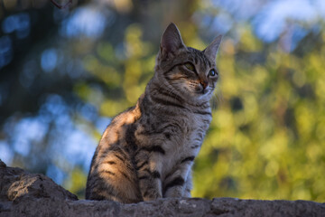 Cat portrait close up pet domestic kitten animal photo