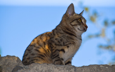 Cat portrait close up pet domestic kitten animal photo