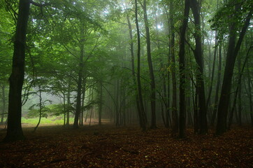 Naklejka premium Beautiful autumn forest with fog. Fall nature background. Dark mystery forest. 