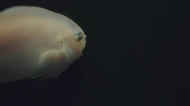 A Snailfish Gently Swimming Through The Still Water With Black Background In Deepblue Aquarium In Numazu, Japan - Closeup Shot
