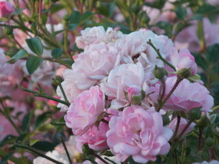 pink rose bush