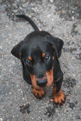 Dobermann Pincher puppy