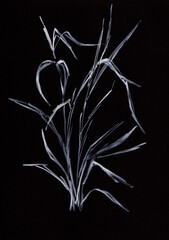 high decotative grass in garden