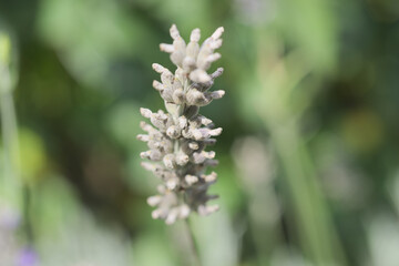 close up of a flower of a plant
