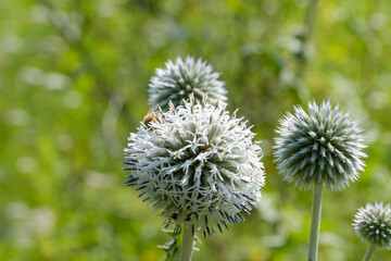 Mehrere kugelförmige Blüten einer Distel / Wildblume vor einer Wiese im Hintergrund im Sommer