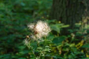 Eine flauschige Wildblume / Distel im Wald in der Natur