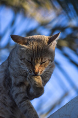 male young big cute cat close up. pet domestic animal nature colorful background. Asian fat kitten portrait plants leaf wallpaper