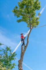 Tree Surgeon or Arborist using ropes and a harness up a tall tree. - 377285980