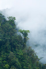 Fototapeta na wymiar Alajuela Region, Costa Rica, Central America, America