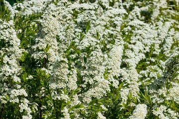 Blooming bush of spirea. Spring time. Spirea blossom
