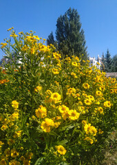 Obraz premium yellow flowers in the field