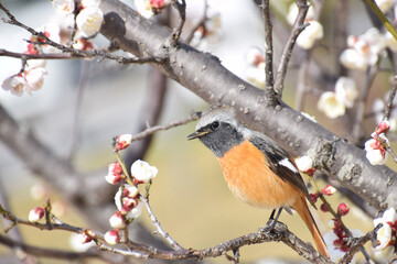wild bird on spring flowers (梅の木にとまるジョウビタキ)	