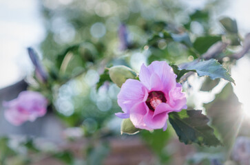 Fototapeta na wymiar Purple chinese hibiscus flower in the sun
