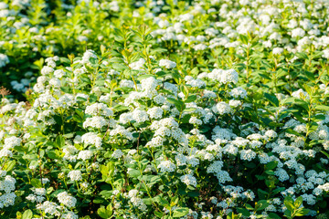 Blooming bush of spirea. Spring time. Spirea blossom