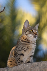 female young cute cat close up. pet domestic animal nature colorful background. Asian fat kitten portrait plants leaf wallpaper