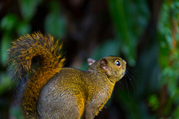 Bangs's mountain squirrel (Syntheosciurus brochus), Poás Volcano National Park, Alajuela Region, Costa Rica, Central America, America