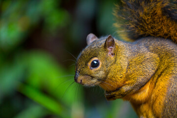 Bangs's mountain squirrel (Syntheosciurus brochus), Poás Volcano National Park, Alajuela Region, Costa Rica, Central America, America