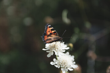 butterfly sitting on white flower on a blurred background