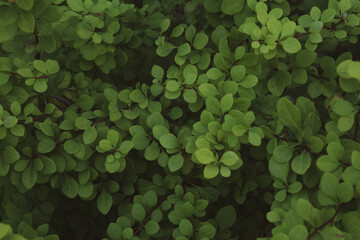 natural green plant leaves backdrop background, top view