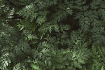 natural green grass backdrop background, top view