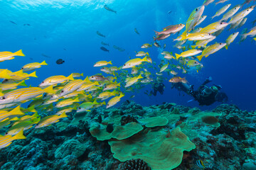 Obraz na płótnie Canvas SCUBA Divers take pictures of school of tropical fish in Micronesia