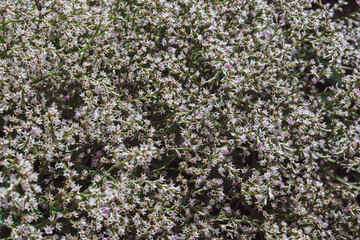 background of many small white flowers