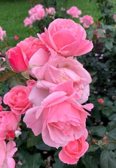 Pink garden roses bush