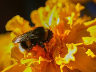 bee on yellow flower