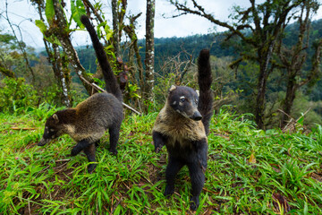 White-nosed coati (Nasua narica), Alajuela Region, Costa Rica, Central America, America