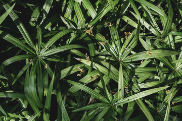 Green plant leaves backdrop background, top view