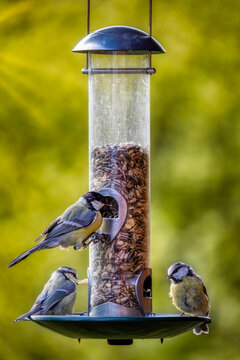 Drei Blaumeisen an einer h&auml;ngenden Futters&auml;ule im Garten beim Fressen