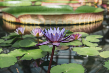 purple lotus flower in the pond, water lily