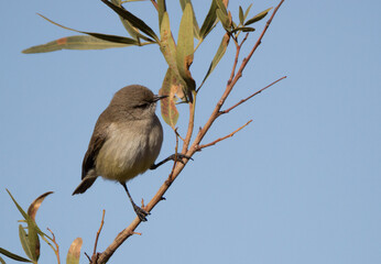 Karoo National Park South Africa: Yellow-bellied Eremomela