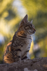 female young cute cat close up. pet domestic animal nature colorful background. Asian fat kitten portrait plants leaf wallpaper