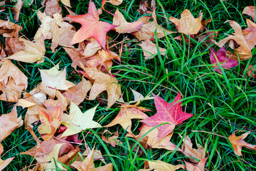 Yellow and red dry fallen leaves. Close-up
