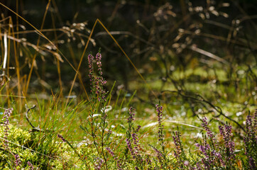COMMON HEATHER - A forest clearing in rays of the sun