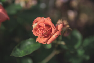 single red and orange rose flower in a garden