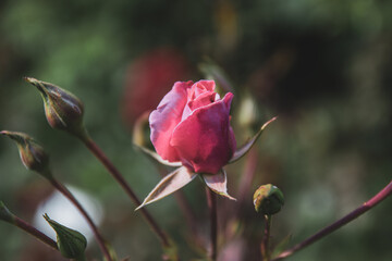 pink rose bud in the a garden