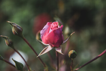 pink rose bud in the a garden