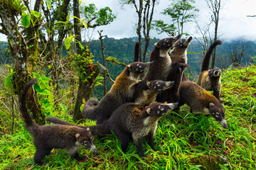 White-nosed coati (Nasua narica), Alajuela Region, Costa Rica, Central America, America