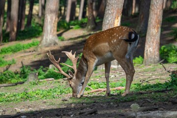 Damwild
