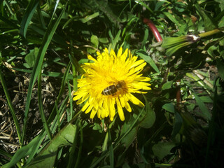 Beautiful spring flowers. Sunny weather.