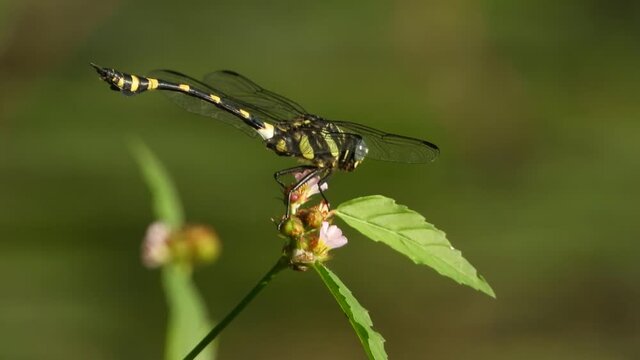 Tiger Dragonfly in flower UHD MP4 4k.