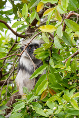 Red Colobus in Jozani forest, Zanzibar
